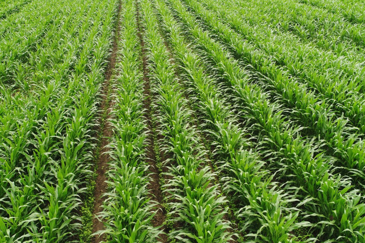 Planting Corn in 60-in. Row-Widths for Interseeding Cover Crops