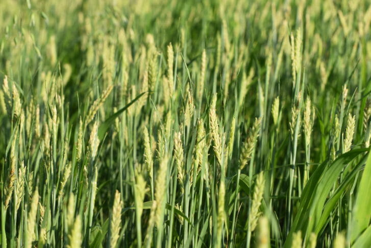 Small Grains, Large Gains: Feeding Barley to Pigs