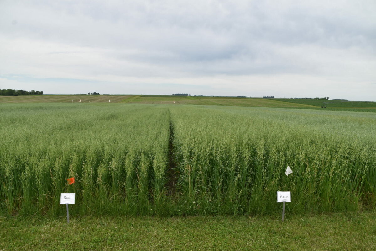 Oat Variety Trial 2019