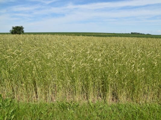 Cereal Rye Variety Trial 2019