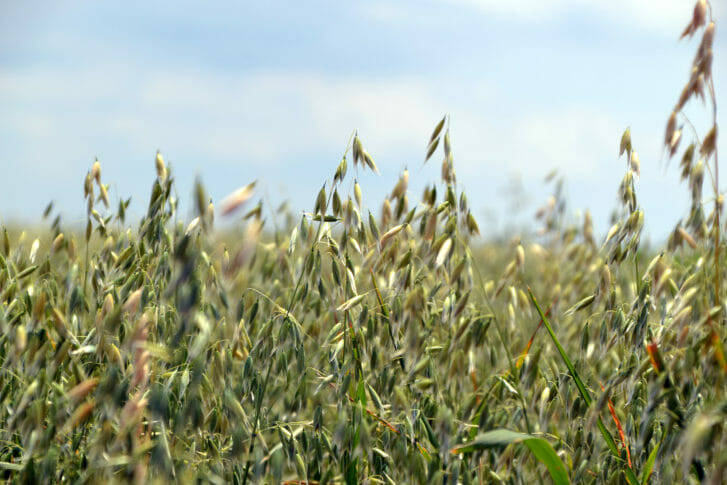 Small Grains, Large Gains: Feeding Oats to Pigs