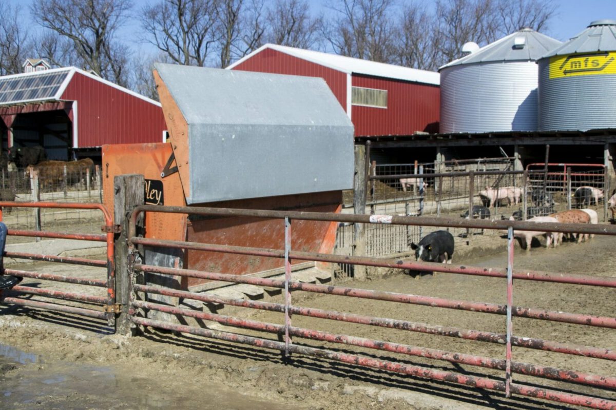Replacing Corn with Hybrid Rye in Feeder Pig Rations