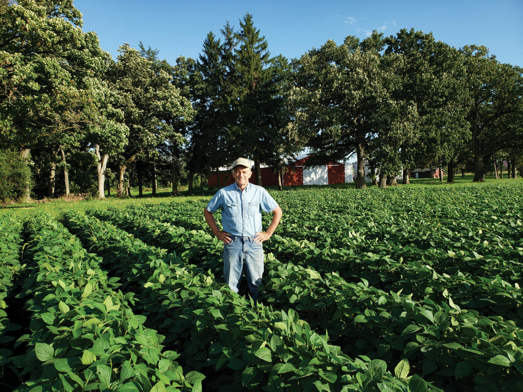 Dave Campbell standing in food grade organic soybeans on his farm submitted by him (2)