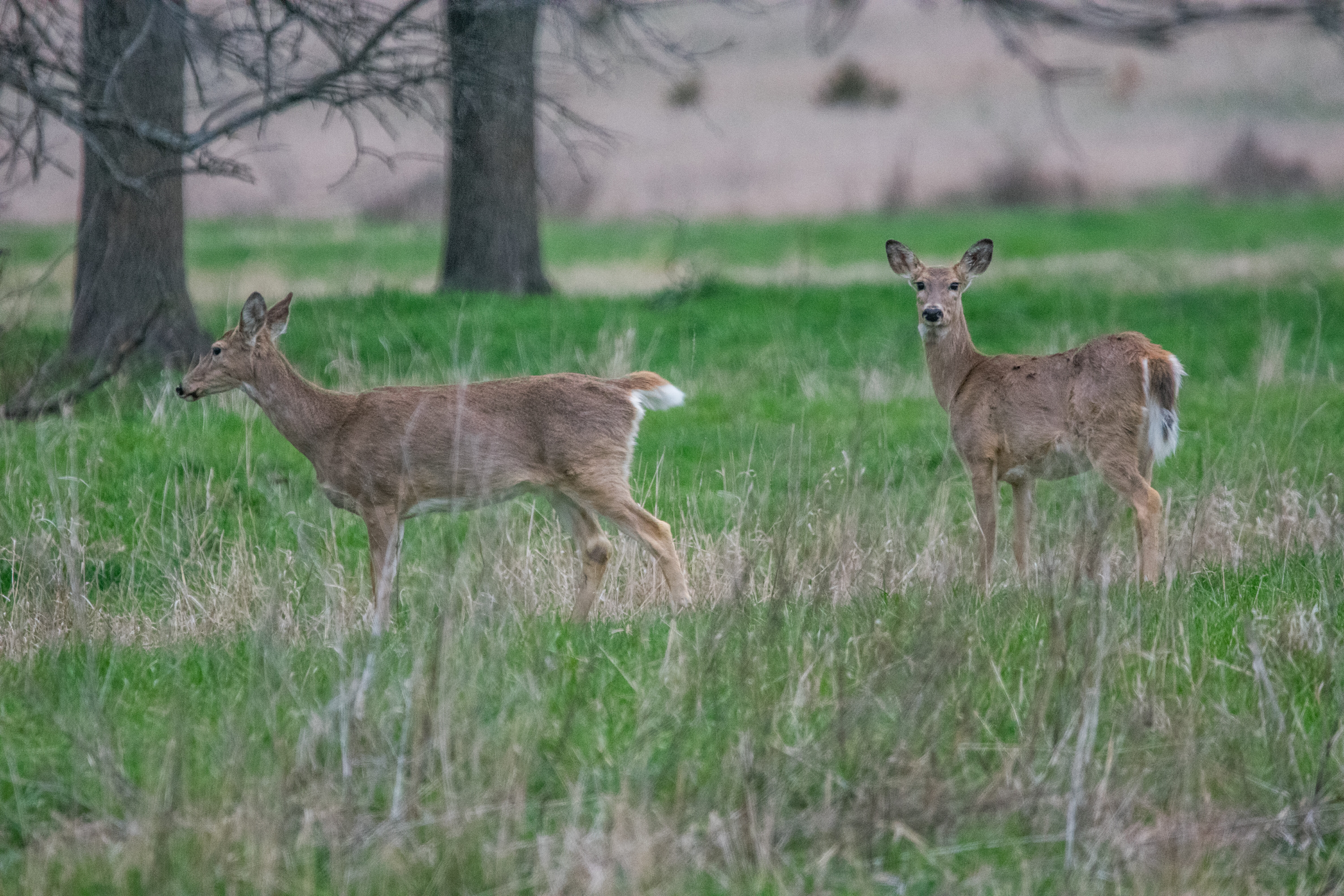Deer in pasture
