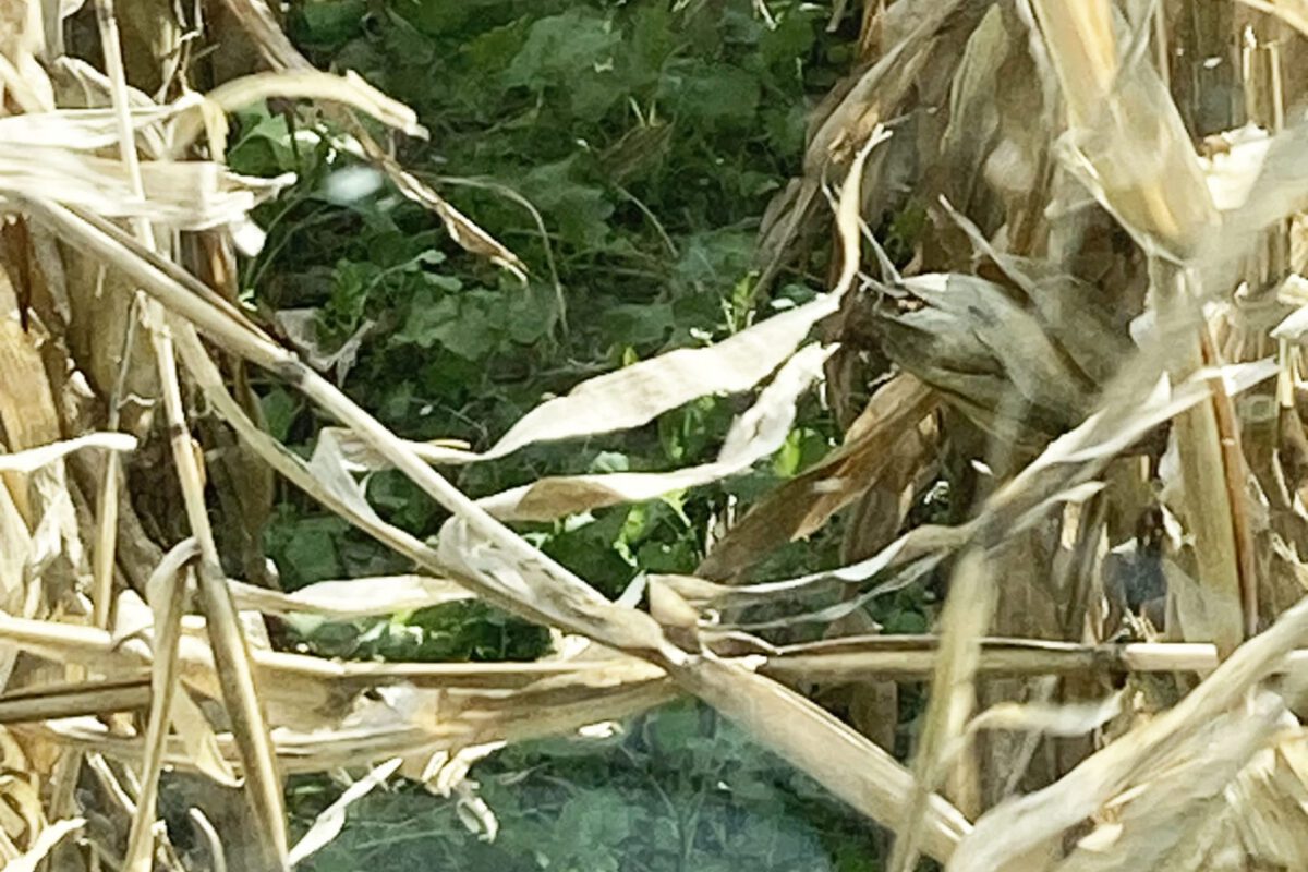 Interseeding Cover Crops in Corn
