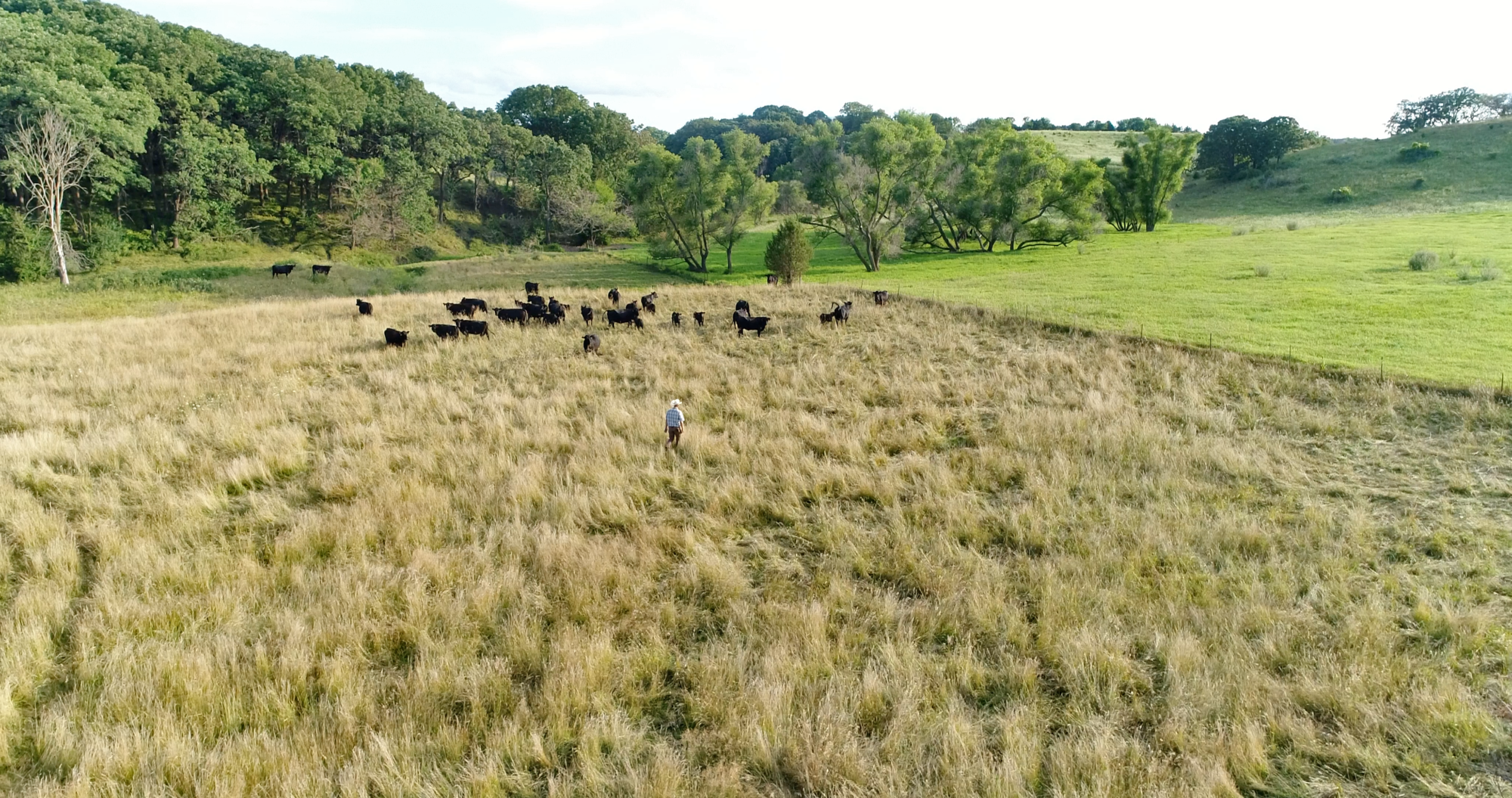 Grazing the Prairie