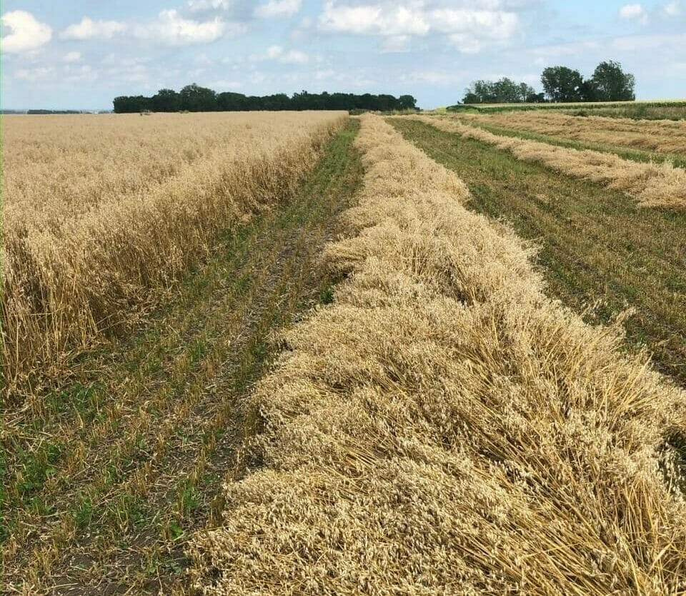 Dwire Windrows