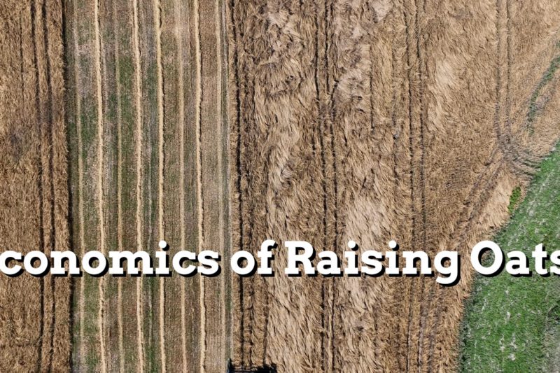 Economics of Raising Oats - Practical Cover Croppers