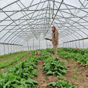 Emily Fagan spinach high tunnel