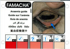 FAMACHA card
