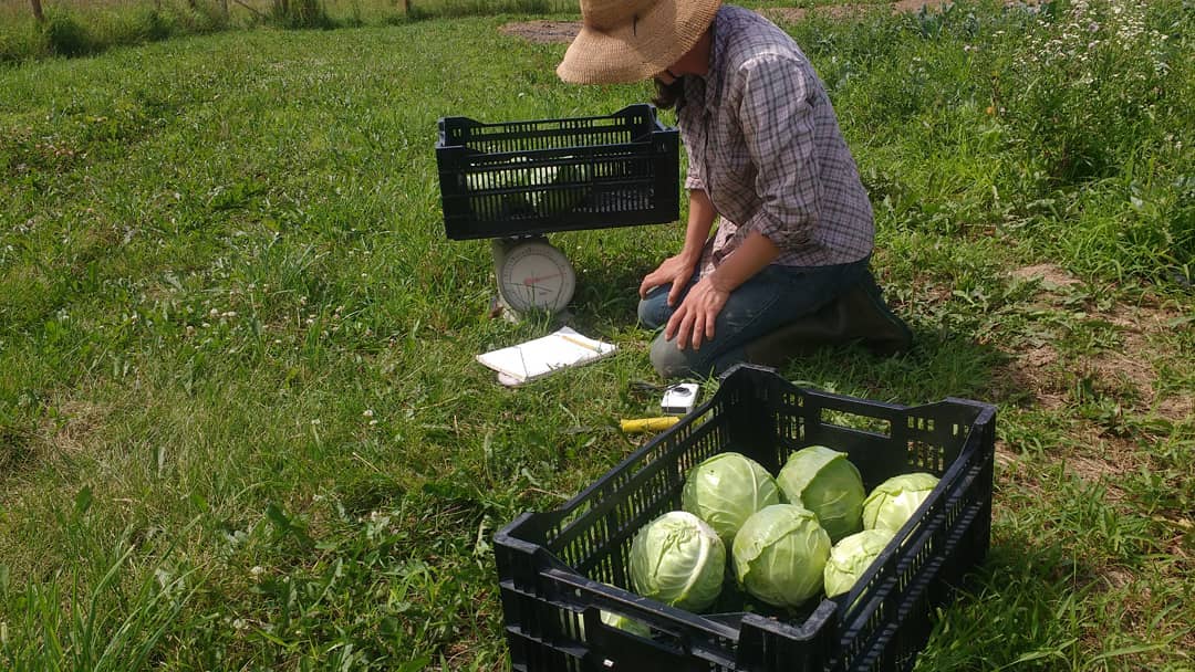 Cabbage Variety Trial