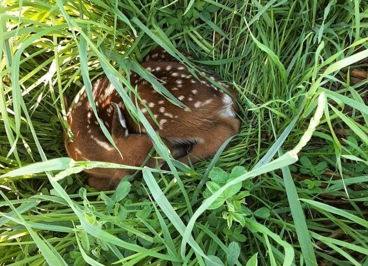 Fawn