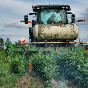 Flame Weeding in Soybeans