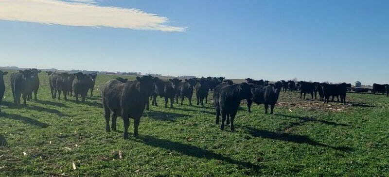 Research Highlights the Economic Advantage of Grazing Cover Crops