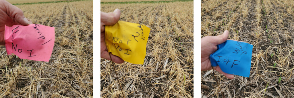 Fung&Insec Corn Three Panel Photo