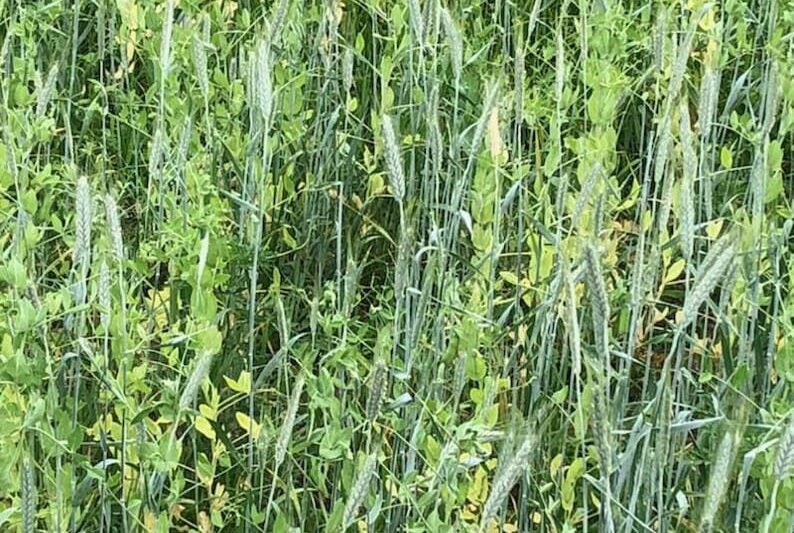 Incorporating Small Grains in Livestock Rations to Achieve Regenerative Agriculture Goals