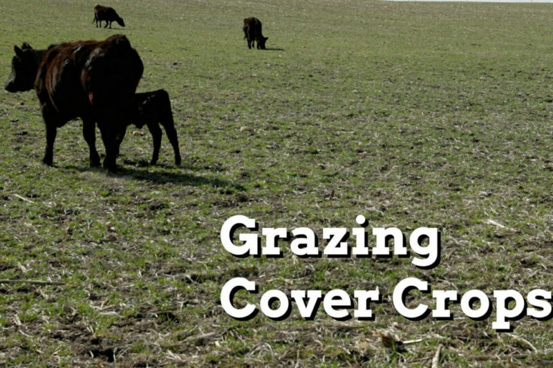 Water and Fencing Options when Grazing Cover Crops - Practical Cover Croppers
