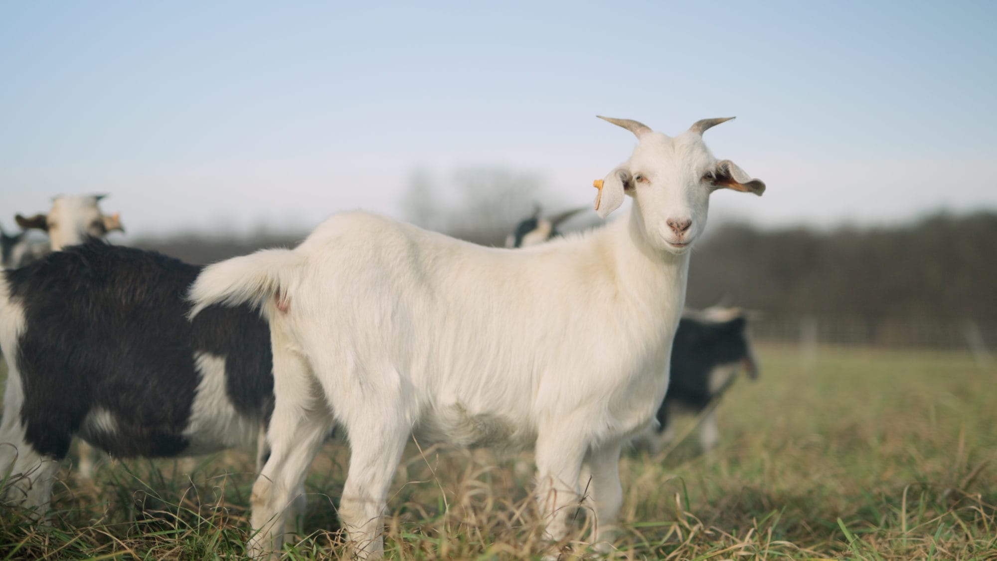 Getting Going With Grazing - Winter Webinar