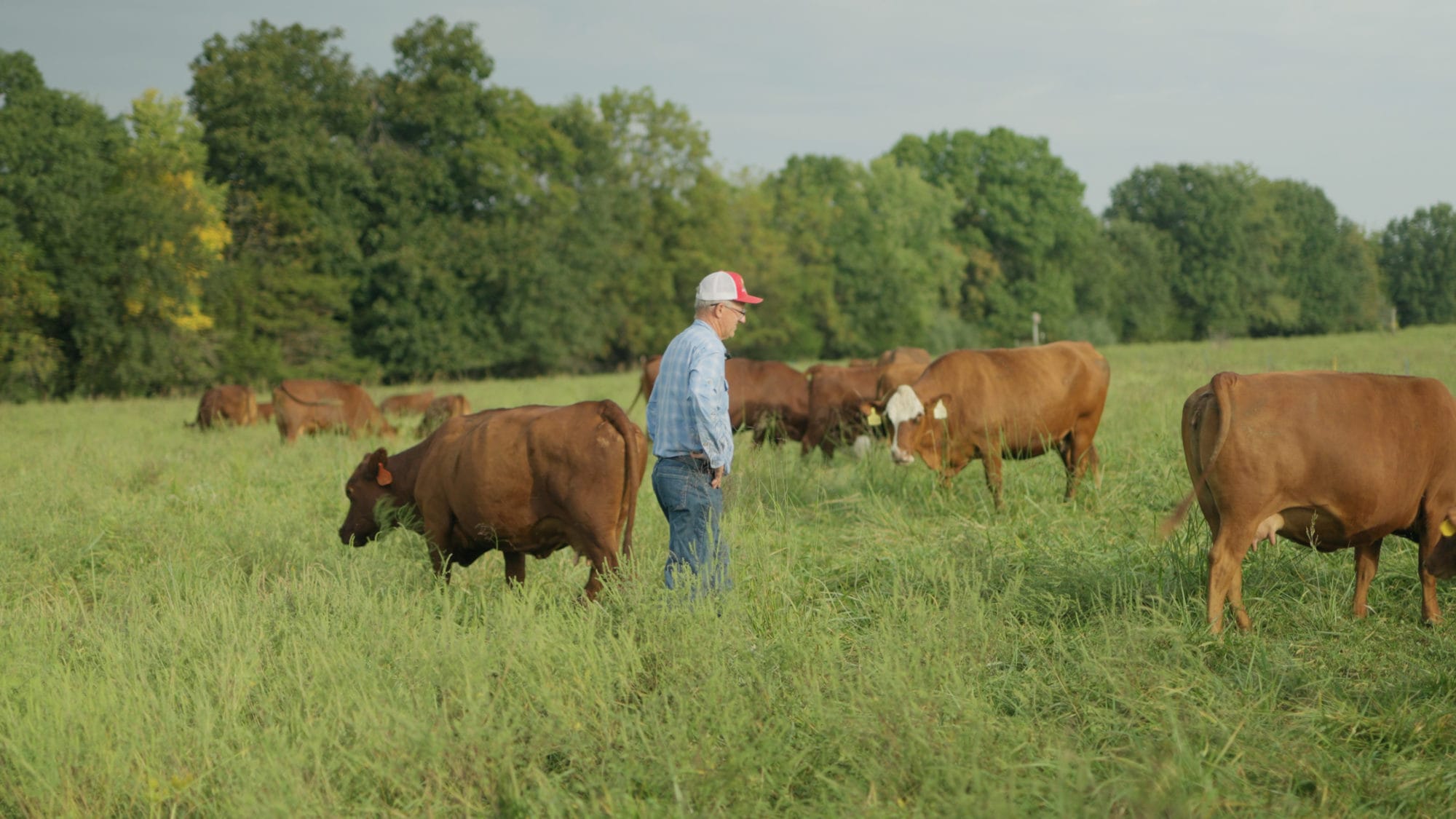 Eastern Gamagrass With Greg Judy of Green Pastures Farm - Grazing Native Perennials