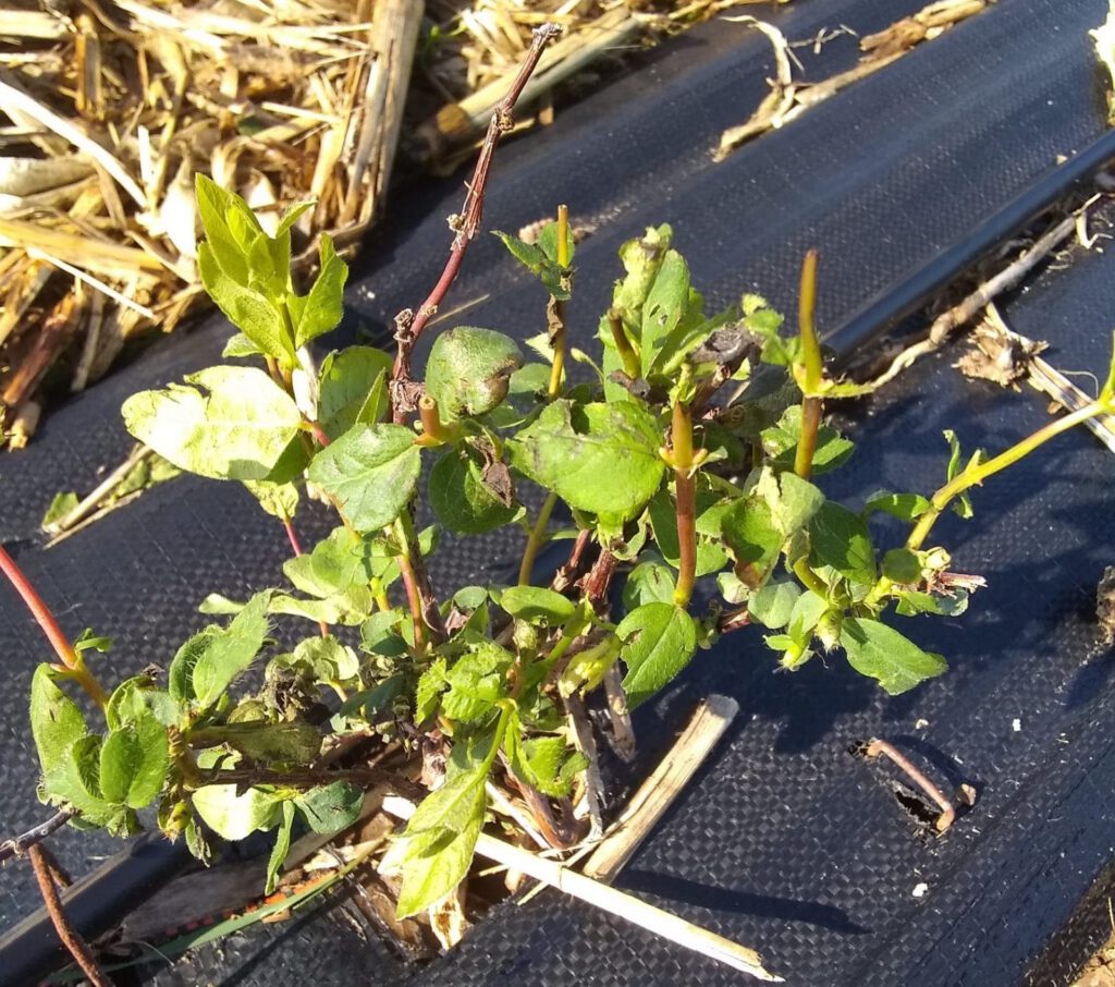 Haildamage3May23