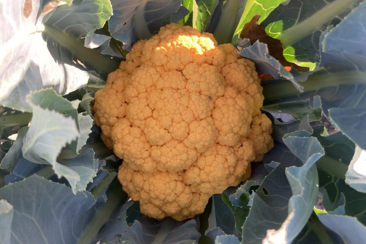 Fall Cauliflower Variety Trial