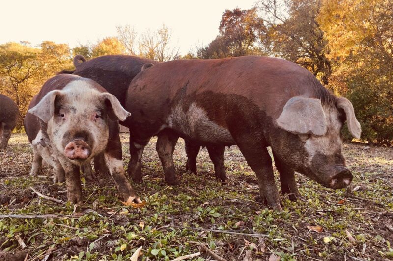 Pig Portraits