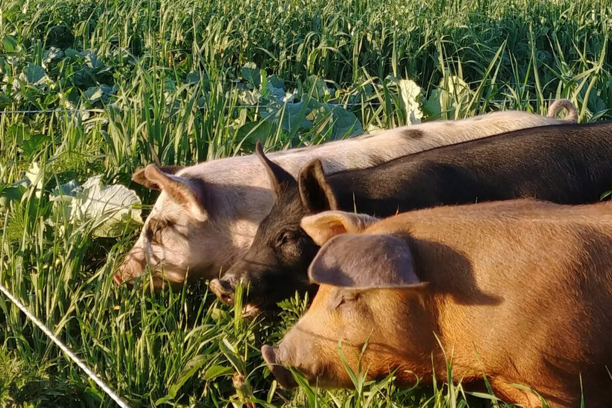 Fatty Acid Comparisons of Grain and Forage-Fed Pork
