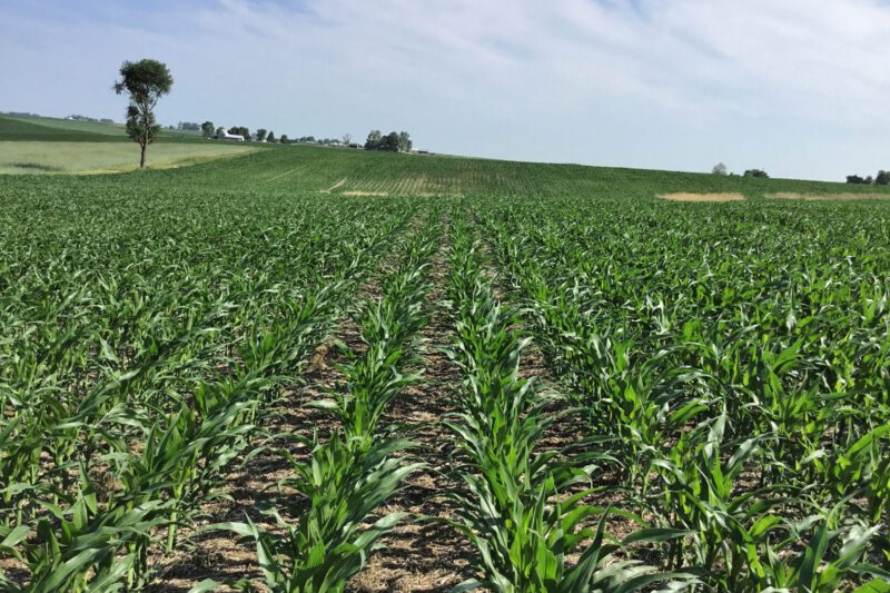 Practical Farmers of Iowa is seeking farmers for on-farm research trials