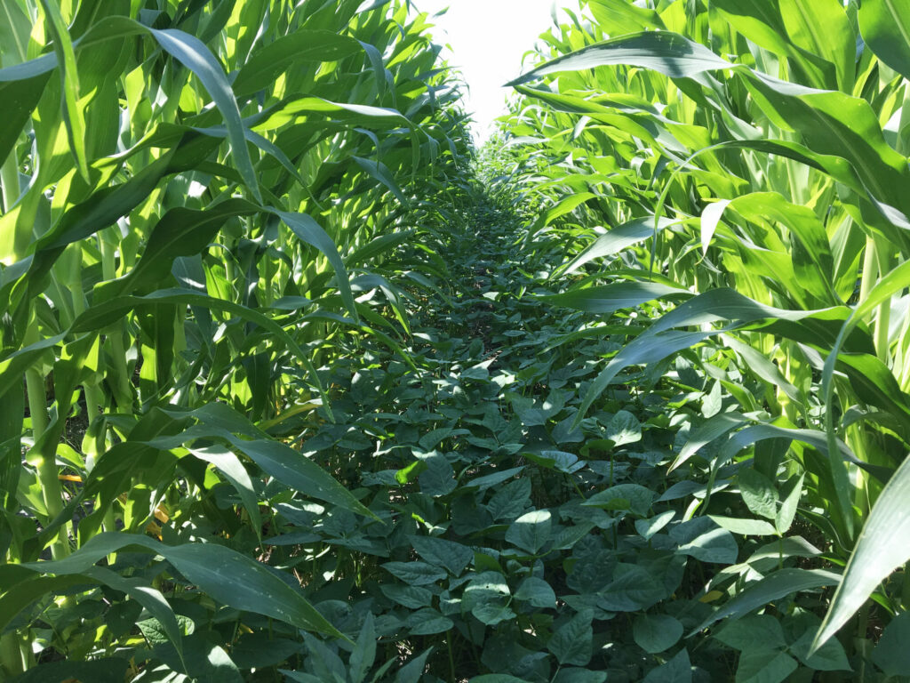 cowpeas interseeded and growing between 60 inch corn rows