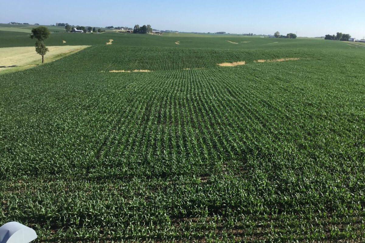 Can We Reduce N Rates to Corn and Improve ROI?