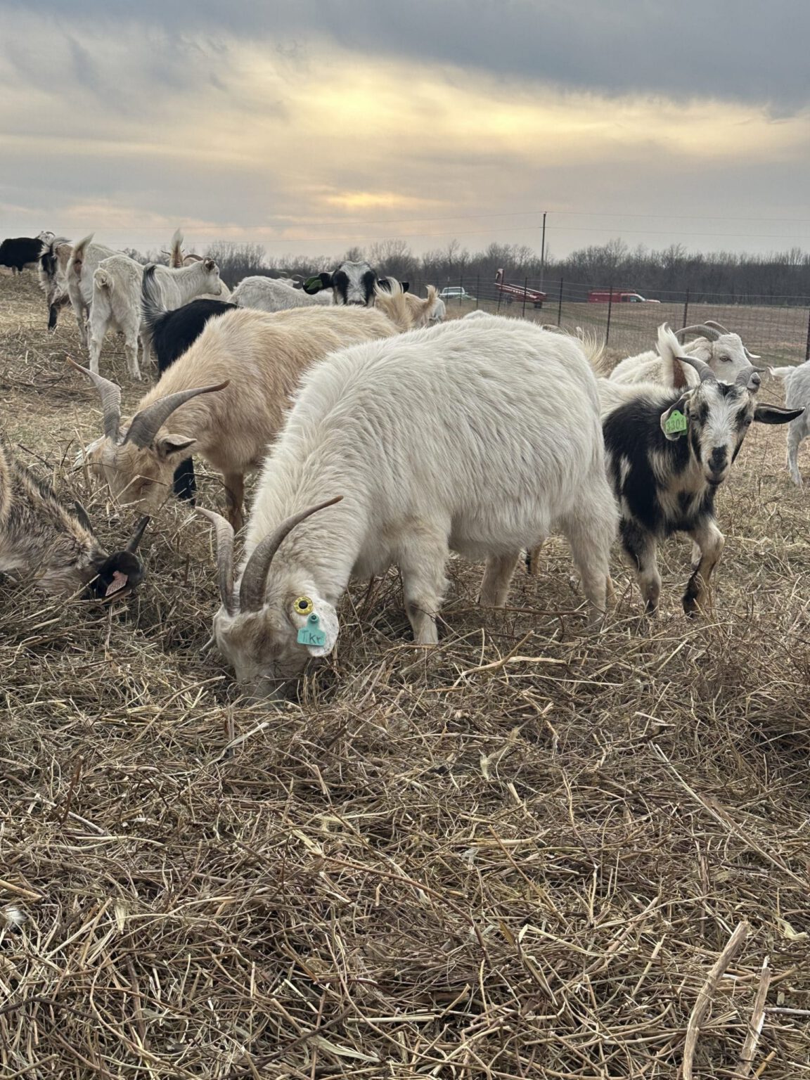 Bale Grazing Effects on Soil and Pasture Plant Communities 