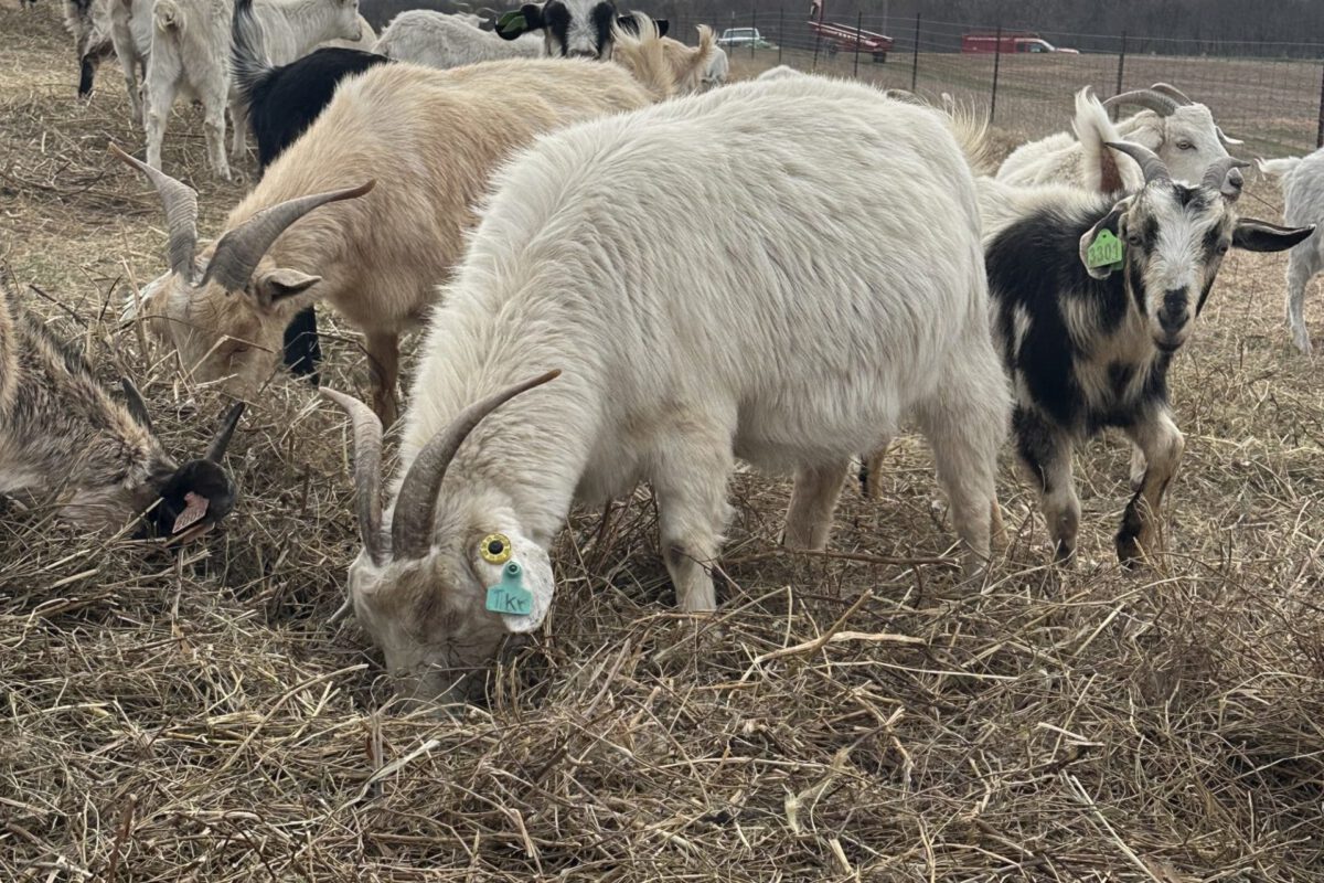 Bale Grazing Effects on Soil and Pasture Plant Communities