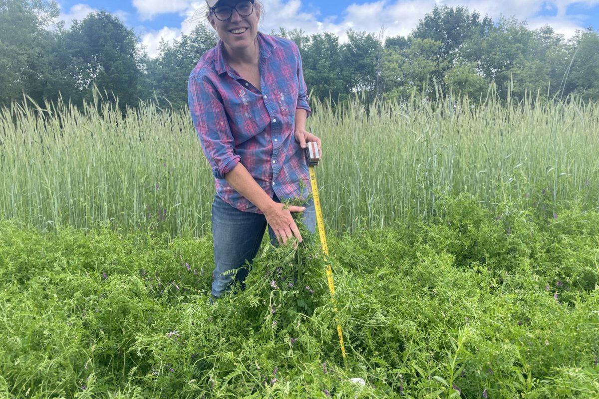 Cover Crops for Winter Squash