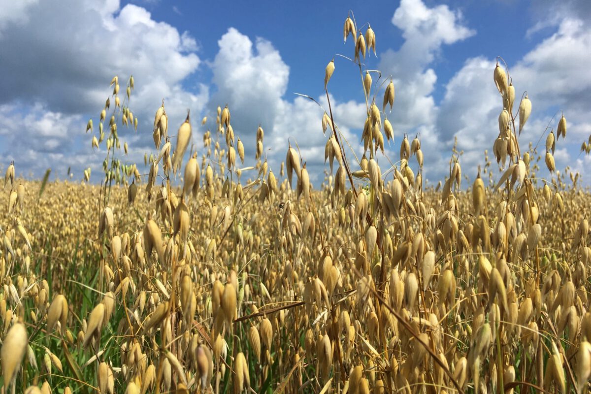 Oat Variety Trial 2024
