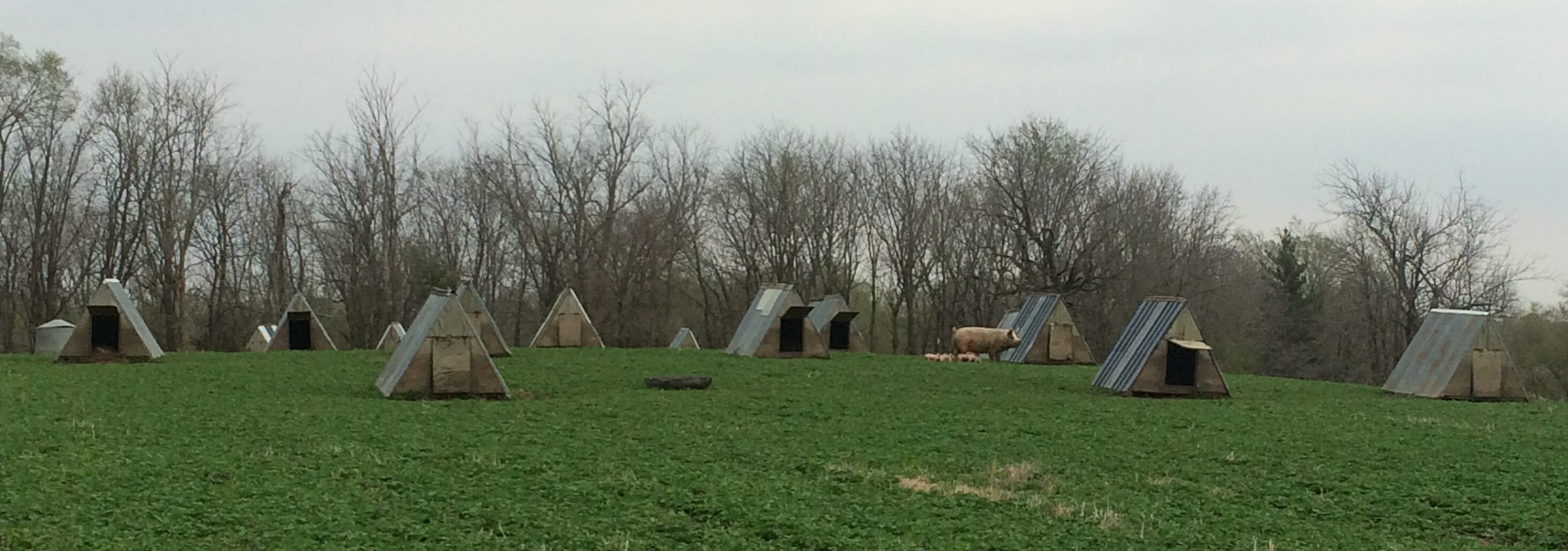 Niche Pork: Farrowing Hut Designs (A-Frame and E-Hut)