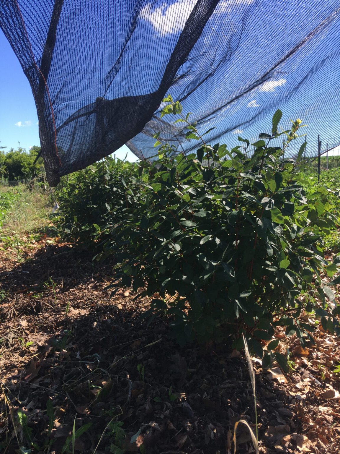 Honeyberry Establishment Trial, Year 3