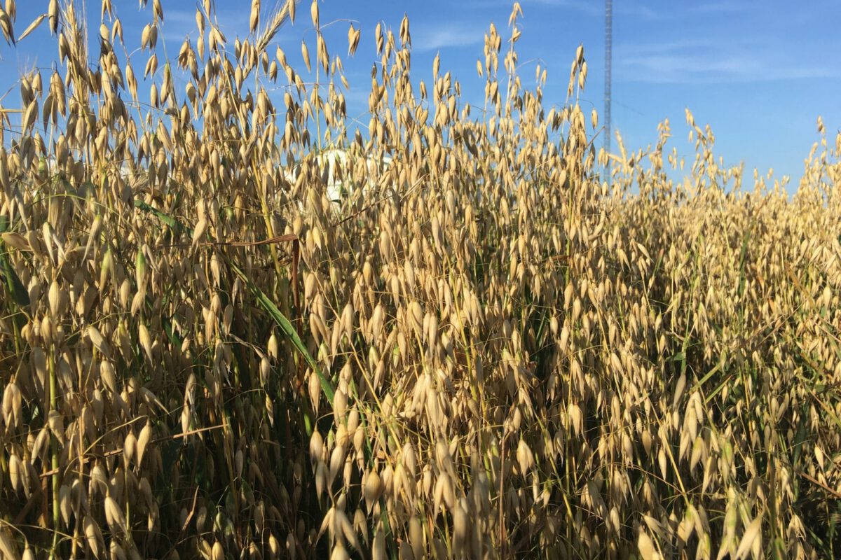 Oat Variety Trial 2025 
