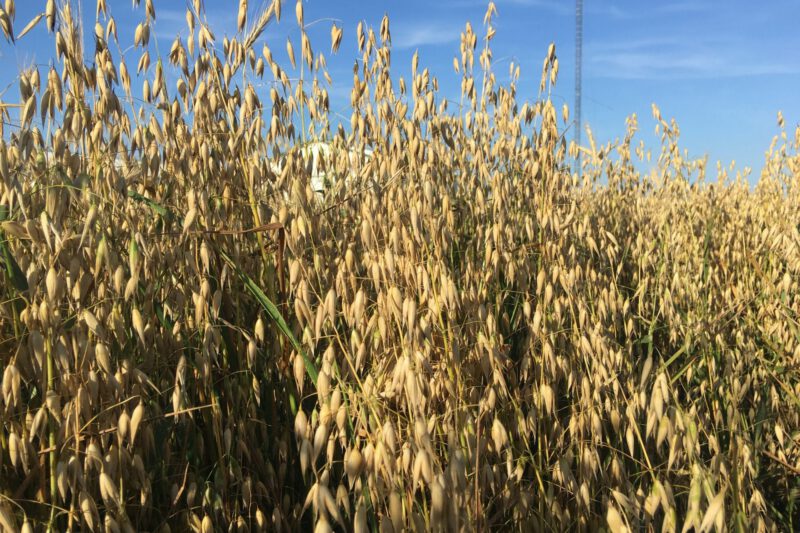Oat Variety Trial 2025 