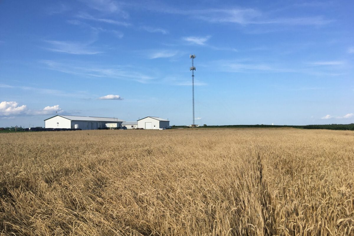 Cereal Rye Variety Trial 2025 