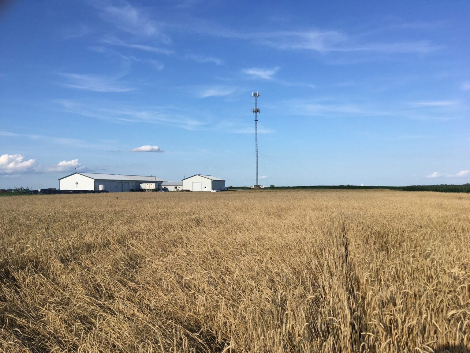 Cereal Rye Variety Trial 2025 