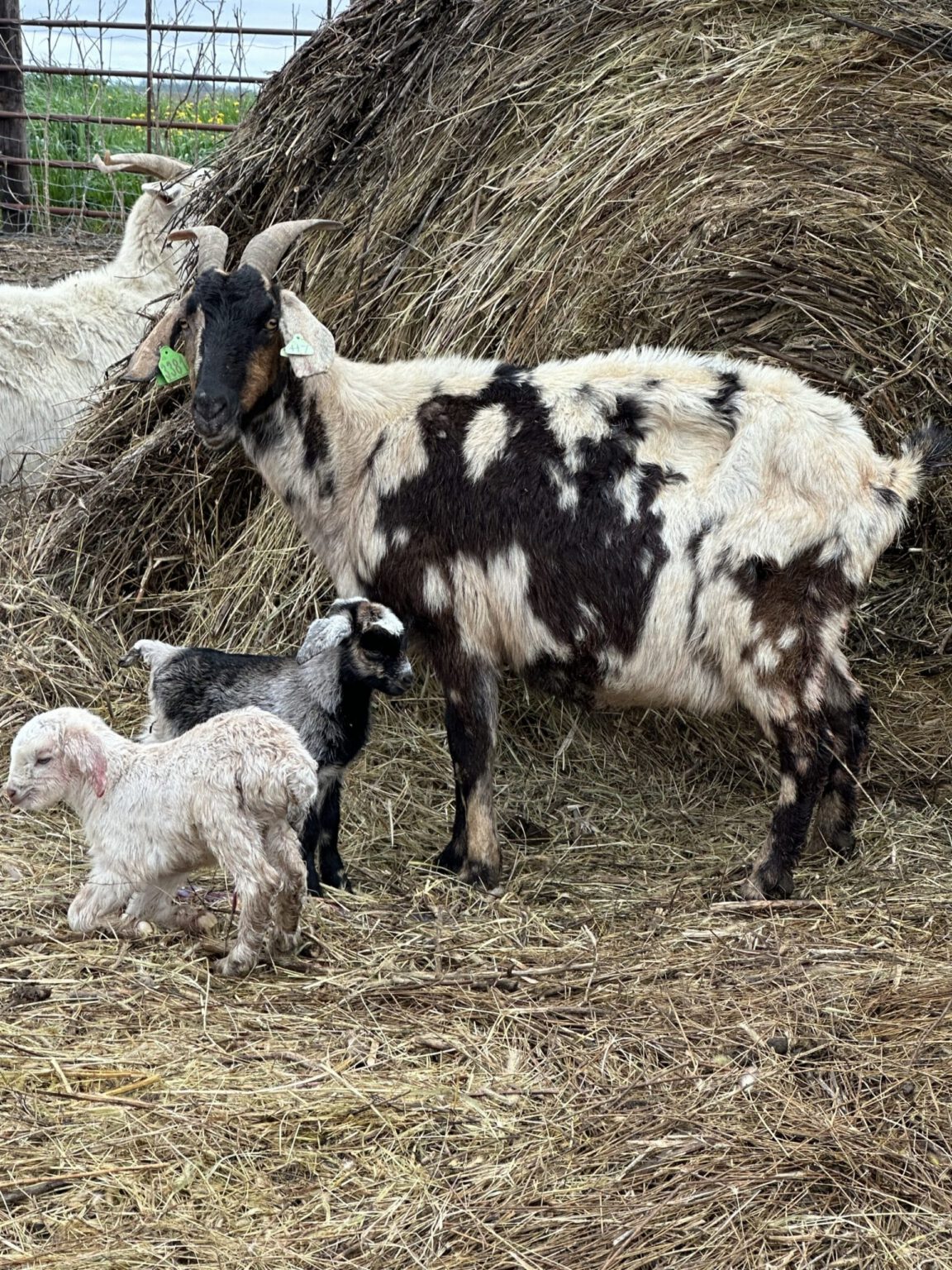 Sprouted Grain Fodder to Lactating Goats: Effects on Kids of Nursing Does 