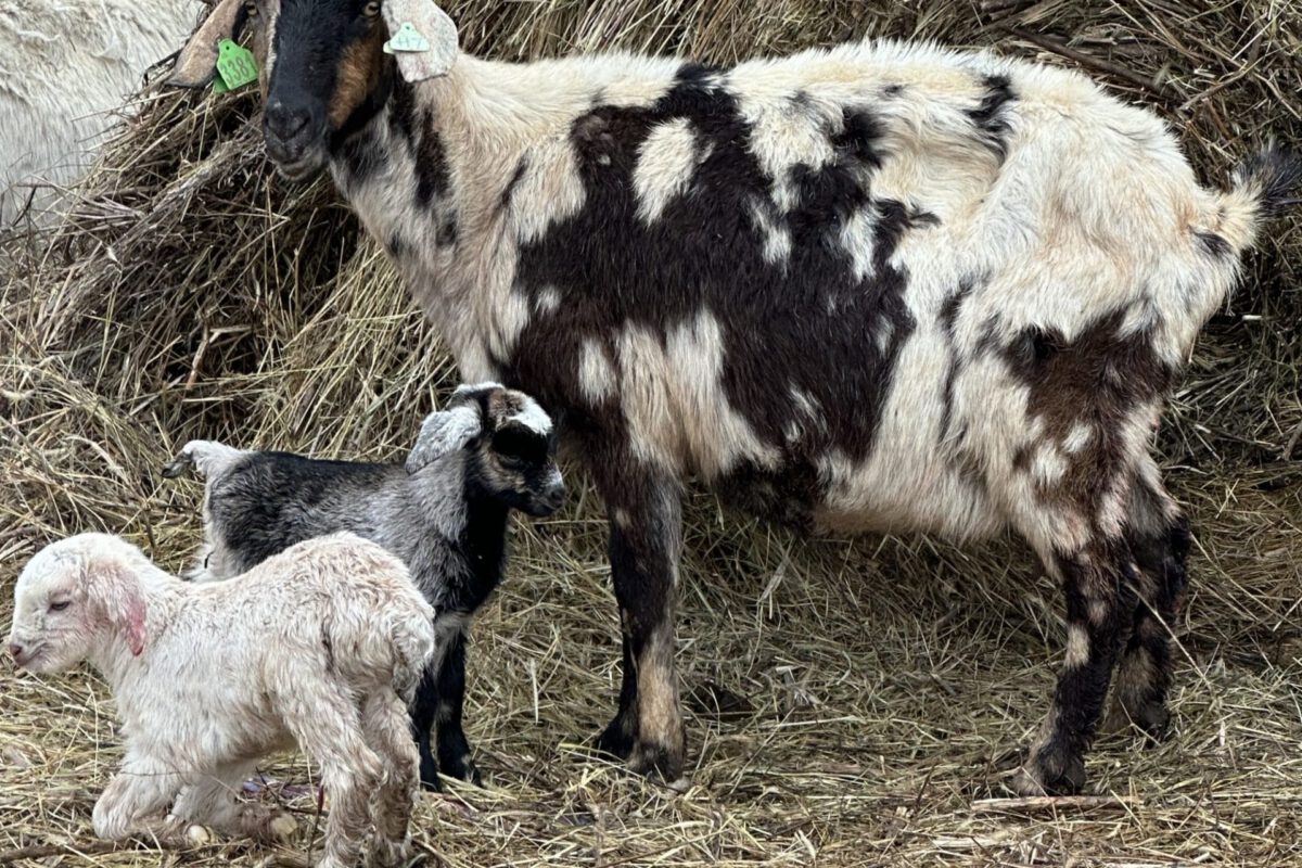 Sprouted Grain Fodder to Lactating Goats: Effects on Kids of Nursing Does