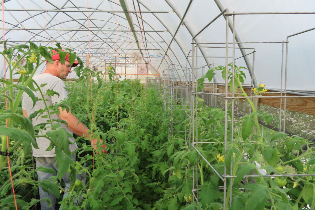 Pruning vs. Caging Heirloom Tomatoes in High Tunnel