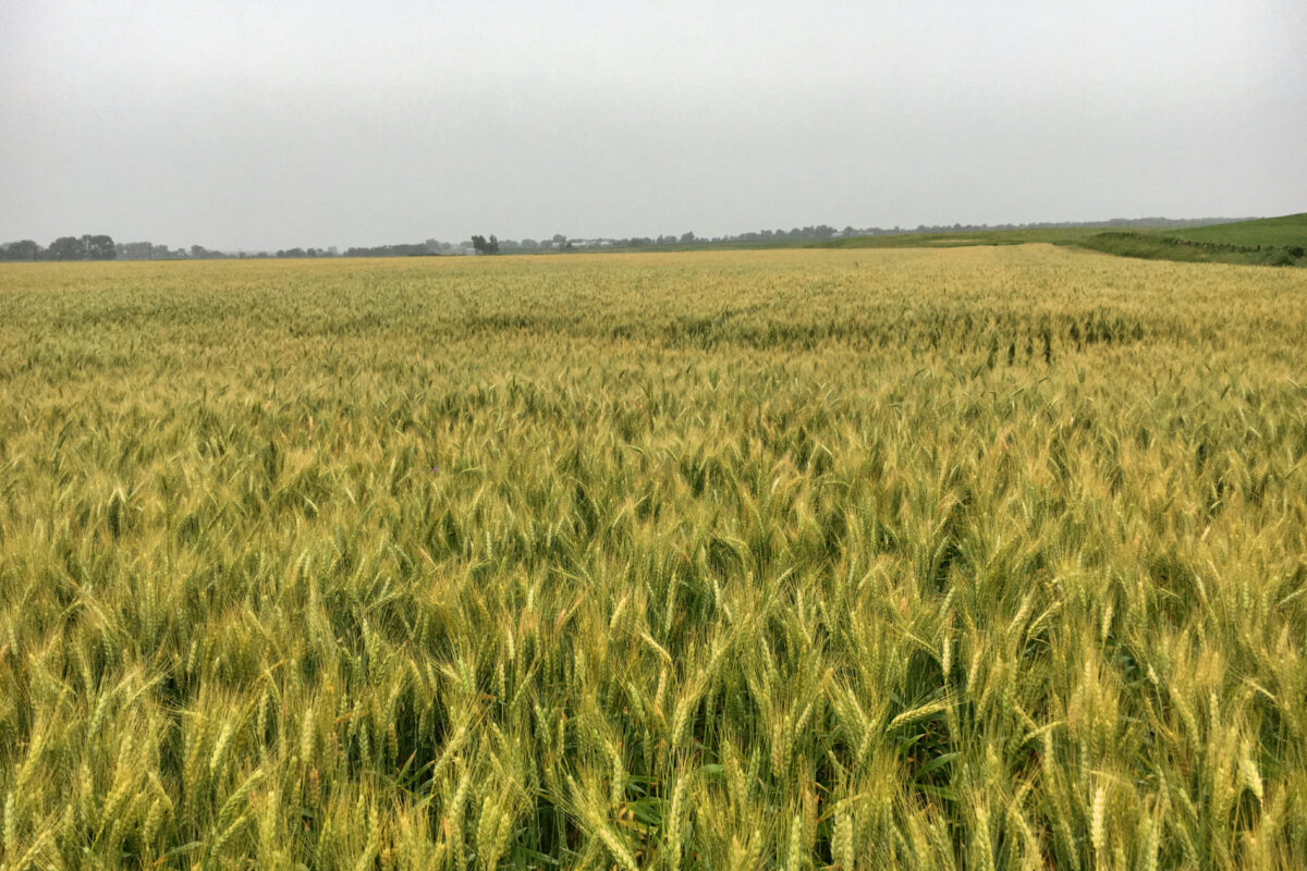 Small Grains Afford Cover Crop Options and Benefits
