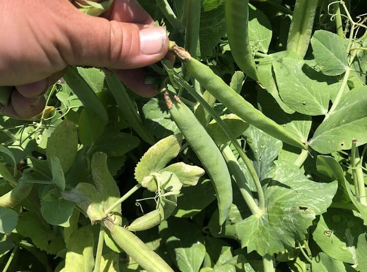 Spring Bush Snap Pea Variety Trial