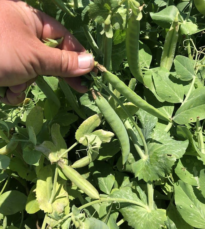 Spring Bush Snap Pea Variety Trial