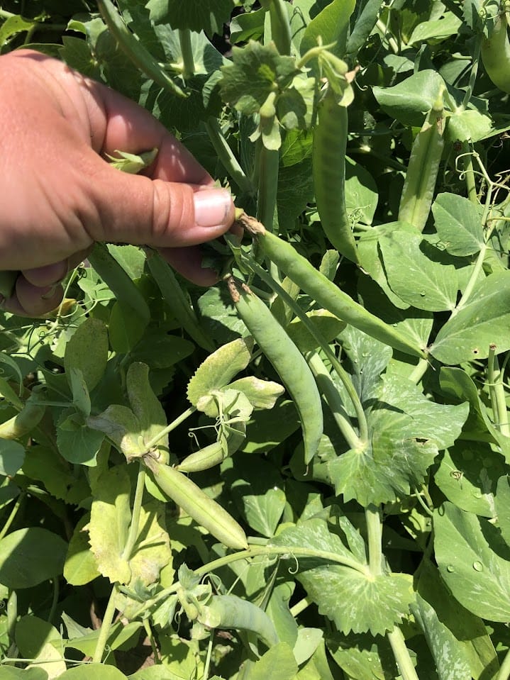 Spring Bush Snap Pea Variety Trial