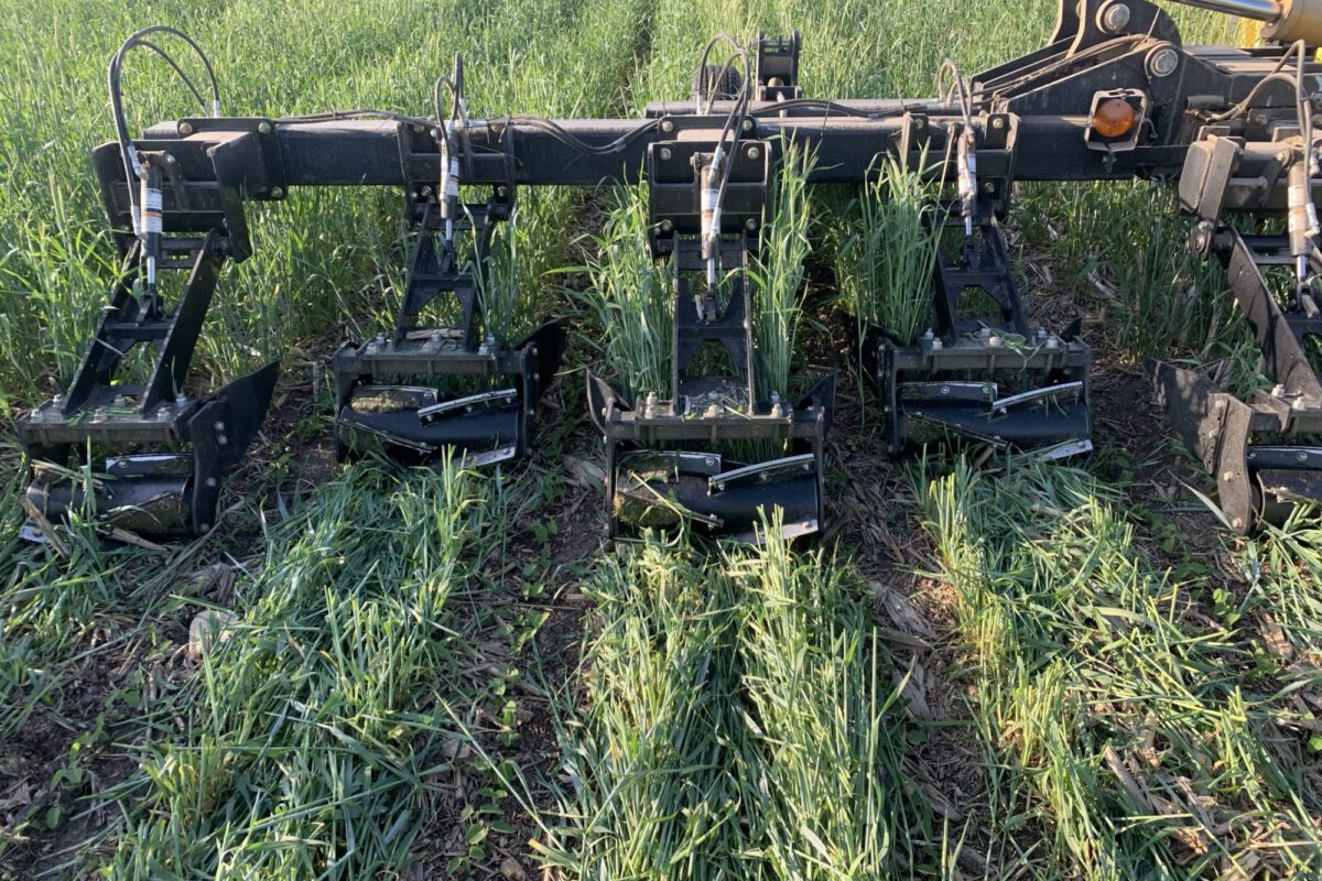 In-Row Roll-Crimping Cereal Rye Cover Crop Seeded in Twin-Rows Ahead of Soybeans