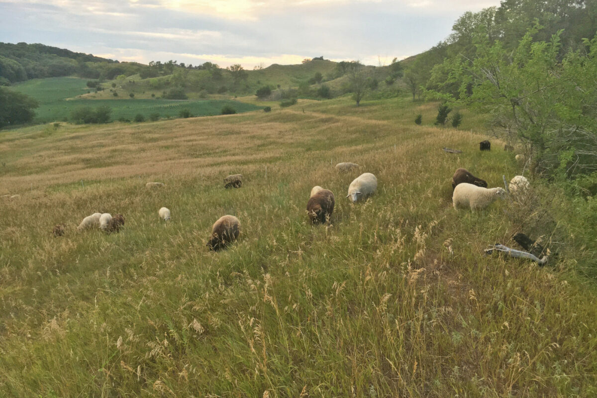 Grazing Resilience