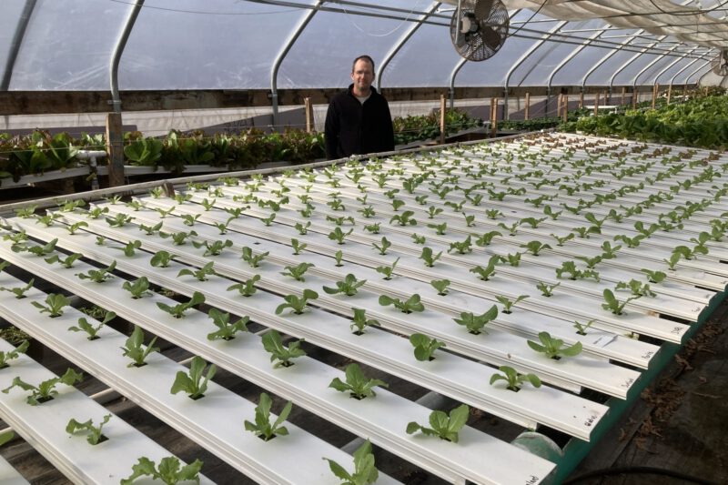 Hydroponic Romaine Variety Trial 